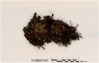 藏品(深杯牛皮葉衣)的圖片